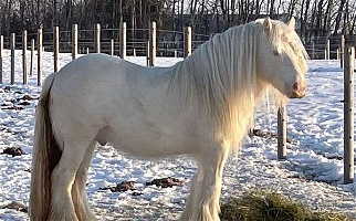 Silver Cremello Gypsy Vanner Stallion With Lp Gypsy Vanner for Isanti, MN