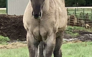 AQHA Homozygous Dun Grulla Quarter Horse Filly Quarter for Browerville, MN