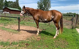 Flashy Frenchmans Guy Granddaughter Sorrel Overo Paint Mare Paints for Hinckley, MN