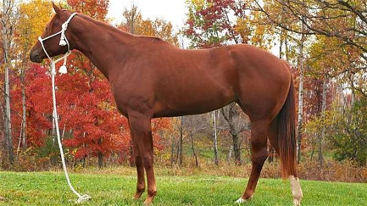 Big Beautiful Sorrel Quarter Horse Mare With a Bigger Heart