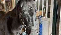 Quarter Horse Mare Rodeo/Barrel Horse