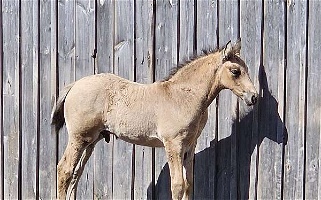 Wb Jumper Prospect Buckskin Connemara Pony Colt Ponies for Boyne City, MI