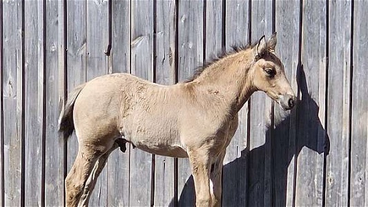 Wb Jumper Prospect Buckskin Connemara Pony Colt