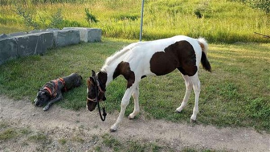 Adorable Blue Eye Spotted Black and White Saddle Filly