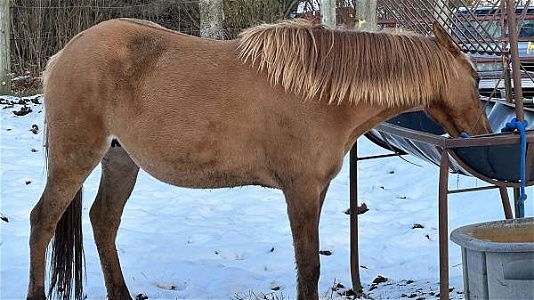 Beautiful Red Dun Tennessee Walking Mare in Foal to Hz Roan