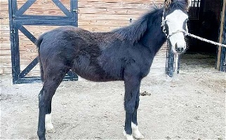 Nice Gaited With Lots of Chrome and Beautiful Blue Eyes Black Tennessee Walking Filly Tennessee Walking Horse for DeWitt, MI