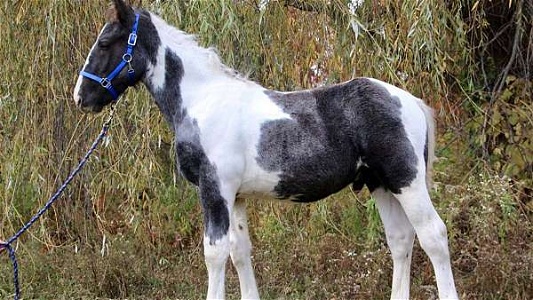 Spotted Draft Colt Blue Roan Percheron Yearling