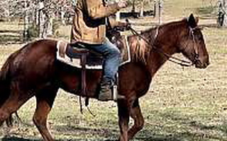 Penning, Sorting, Playday Sorrel Quarter Horse Mare Quarter for Magnolia, TX