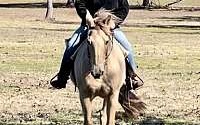Gorgeous All Around Youth Champagne Quarter Horse Mare Quarter for Magnolia, TX