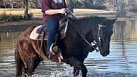 Gentle for the Whole Family Black Quarter Horse Gelding