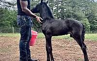 Fancy ❤️ Friesian Sport Horse Black Friesian Colt Friesians for Macon, NC