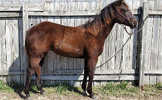 Smokey Black Quarter Horse Filly Quarter for Kansas City, KS