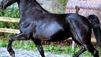 Proven Producer and Excellent Pleasure Black Friesian Mare