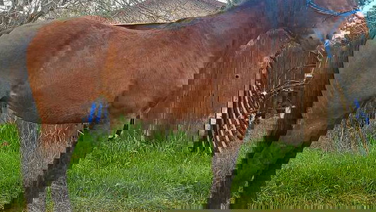 Bay Friesian Gelding