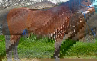 Bay Friesian Gelding Friesians for Merced, CA
