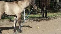 Attractive 2023 Grulla Quarter Horse Filly