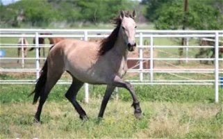 Grey Andalusian Mare Andalusian for Corsicana, TX