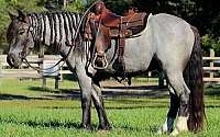 Trail Horse Deluxe Blue Roan Gypsy Vanner Gelding Gypsy Vanner for Louisville, KY