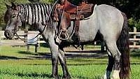 Trail Horse Deluxe Blue Roan Gypsy Vanner Gelding