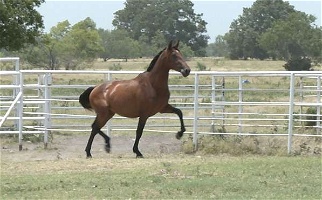 Bay Andalusian Stallion Andalusian for Corsicana, TX