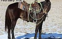 Trail/Ranch Horse, Buckskin Quarter Horse Gelding Quarter for Louisville, KY