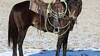 Trail/Ranch Horse, Buckskin Quarter Horse Gelding