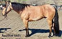 Golden Ranch/Trail Horse, Buckskin Quarter Horse Gelding Quarter for Louisville, KY