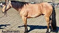 Golden Ranch/Trail Horse, Buckskin Quarter Horse Gelding