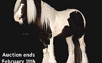 100% Beginner Safe, Trail Horse Deluxe Tobiano Gypsy Vanner Stallion Gypsy Vanner for Louisville, KY