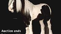 100% Beginner Safe, Trail Horse Deluxe Tobiano Gypsy Vanner Stallion