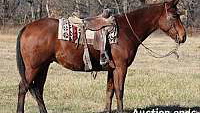 Ranch-Trail Horse Deluxe, Safe Bay Quarter Horse Gelding