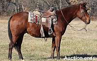 Ranch-Trail Horse Deluxe, Safe Bay Quarter Horse Gelding Quarter for Louisville, KY