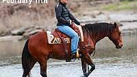 Reining License, Family Safe, Ranch Bay Quarter Horse Gelding