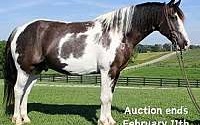 Must See, Beautiful Tobiano Gypsy Vanner Gelding Gypsy Vanner for Louisville, KY