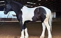 14.1h, Trick Horse, Ranch, Trails, Family Safe Tobiano Draft Gelding Draft for Louisville, KY