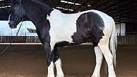 14.1h, Trick Horse, Ranch, Trails, Family Safe Tobiano Draft Gelding