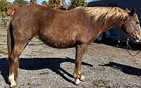 Trail Horse/Broodmare Opportunity Lineage Sorrel Quarter Horse Mare Quarter for Westport, IN