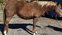 Trail Horse/Broodmare Opportunity Lineage Sorrel Quarter Horse Mare