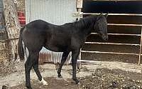 2023 Model, Working Cow and Cutting Horse Bred Black Quarter Horse Filly Quarter for Albion, NE