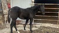 2023 Model, Working Cow and Cutting Horse Bred Black Quarter Horse Filly
