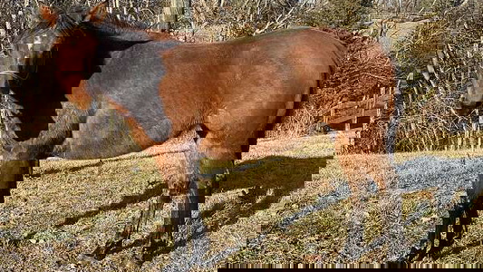 Bay Quarter Horse Mare