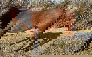 Bay Quarter Horse Mare Quarter for Middletown, VA