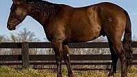 Jet Black, Ranch, Trails, Broke and Safe Grulla Quarter Horse Gelding