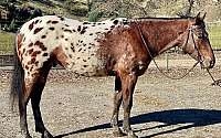 Beautiful, Ranch/Trail Horse Deluxe Bay Appaloosa Gelding Appaloosas for Louisville, KY