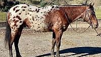 Beautiful, Ranch/Trail Horse Deluxe Bay Appaloosa Gelding