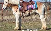 Pretty, Trail/Ranch Horse, Family Safe Sorrel Quarter Horse Gelding Quarter for Louisville, KY