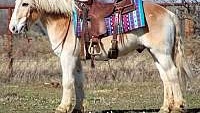 Pretty, Trail/Ranch Horse, Family Safe Sorrel Quarter Horse Gelding