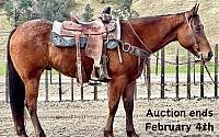 13.3h, Gentle Quiet, Ranch/Trail Horse Bay Appaloosa Gelding Appaloosas for Louisville, KY