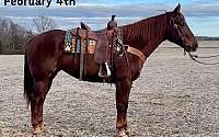 Family Safe, Ranch or Trail Horse Chestnut Quarter Horse Mare Quarter for Louisville, KY