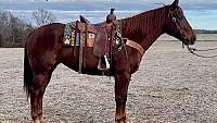 Family Safe, Ranch or Trail Horse Chestnut Quarter Horse Mare